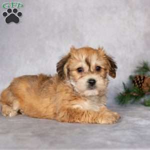 Fluffy, Yorkie-Chon Puppy